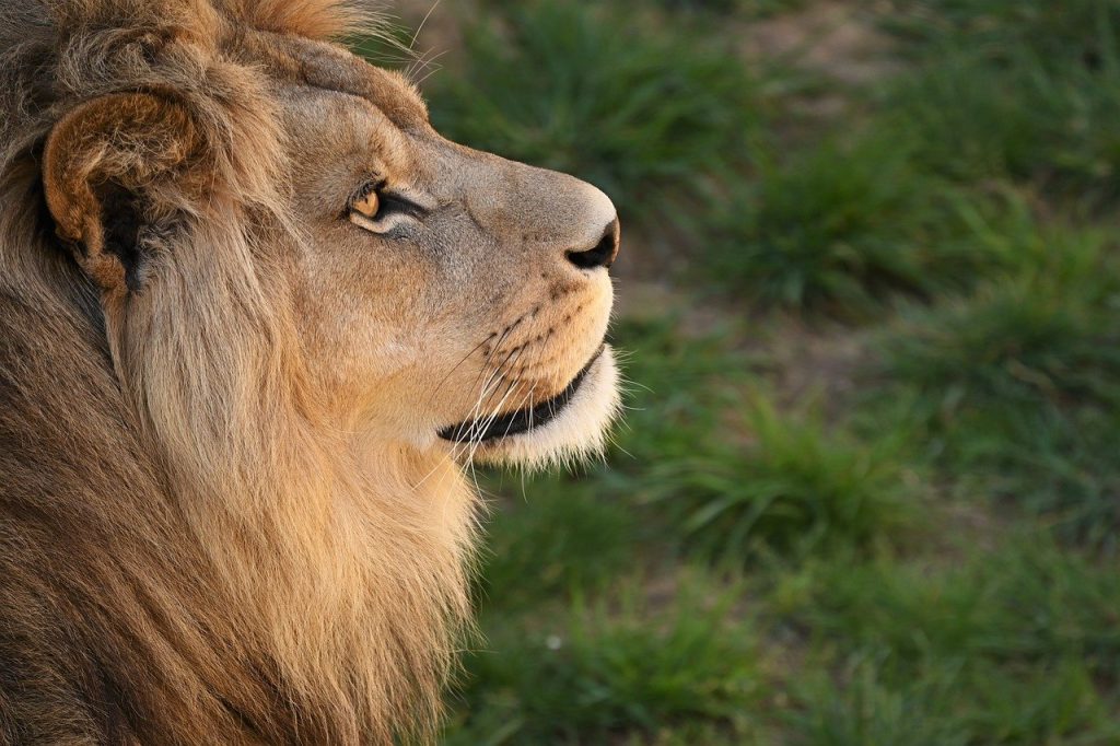 lion, animal, wildlife-7148207.jpg
